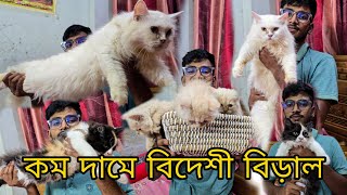 Persian Kitten in BD_Calico,Ginger,Mixed cat price in BD_বিড়ালের দাম ২০২৫