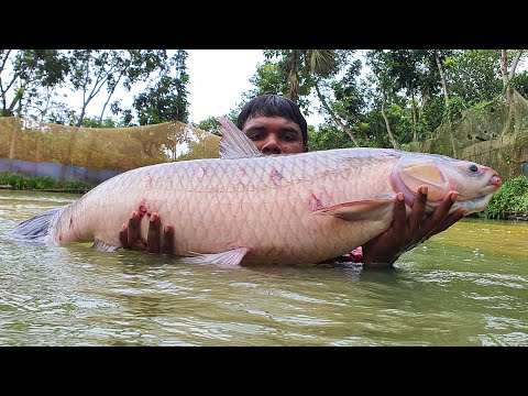 World's Best Cast Net Fishing In Pond  #fish #bigfish #fishing