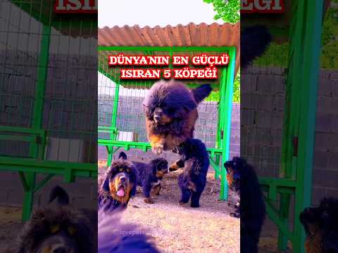 Dünya'da en güçlü ısıran 5 köpek