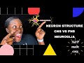 Exploring the Nervous System: Functions and Anatomy