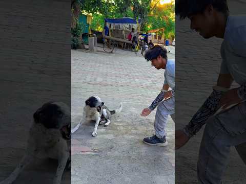 Wait for end🤣Dog is Best friend ever🤸♂️love you Dog🐶 #FunnyDogs#DogLovers #DogFlip#dogapparel