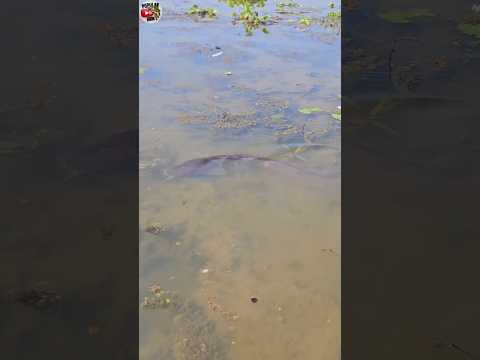 ✅Best Hand Fishing (Part-6) #ikan #hand_fishing #ytshorts #channa #shortsfeed