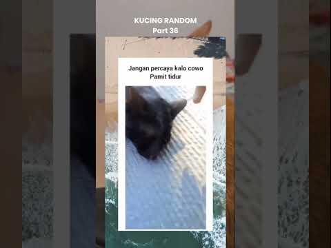 Kucing Random Pt. 36 #kucing #cat #kucingrandom #kucingkocak #kucinglucu #ytshorts #funnycats #funny