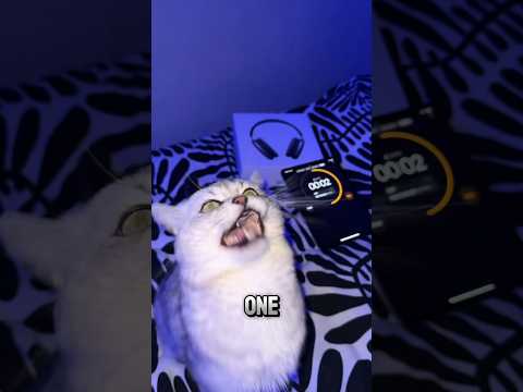 Bark To Win Headphones..
