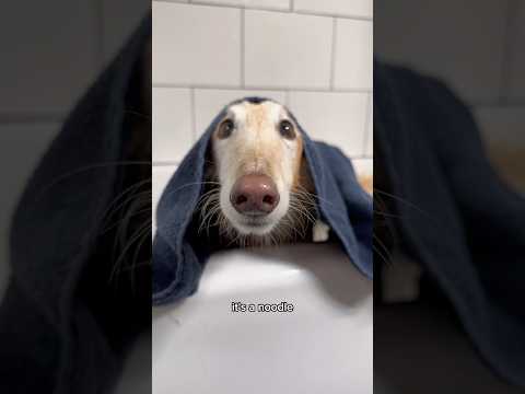 wash a noodle, part 1 #borzoi #silkenwindhound #puppy #dogsofyoutube #fyp #shorts #dogwash #bathtime