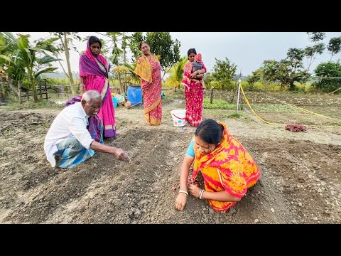 আজ আমাদের বাগানে শীতকালের আলু পিঁয়াজ চারা লাগানো হল