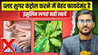 डायबिटीज मरीज तुलसी और करी पत्ता नहीं बल्कि खाएं ये पत्तियां, Sugar 500 mg/dl भी हो जाएगा नॉर्मल