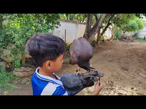 kids training hawk eagle 🦅 failed, funny Undersky