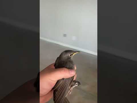 Birds ￼ aren’t  real ￼ subscribe