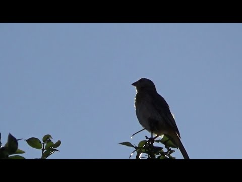 Canário da terra pardo com lindo canto ao amanhecer  gravado 24 03 2025   N 472