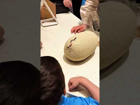 Egg of Dynasor