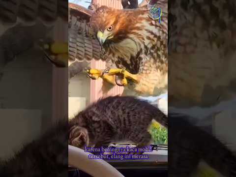 Kucing Ini Terlindungi Oleh Kaca
