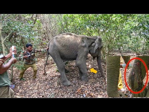 Gun Shot injured baby elephant | बंदूक की गोली से हाथी का बच्चा घायल हो गया | বুলেটে আহত হাতি