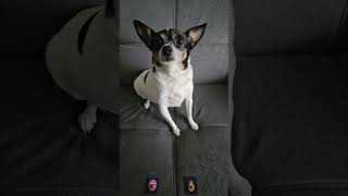 Bayern vs Madrid #championsleague #bayernmunich #realmadrid #soccerpredictions #dog