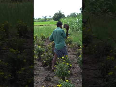 இதுக்கு பேர் தான் பொறிவச்சி புடிக்கிறது | Quail Bird Trap Using Dry Stick |mr.vf#shorts