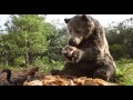 Understanding the Bare Necessities