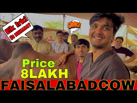 Cow Mandi Latest Rates 2025 faisalabad  | cow mandi 2025 air port sidhar cow mandi bakra mandi price