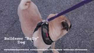 Clutter Interview: Bully