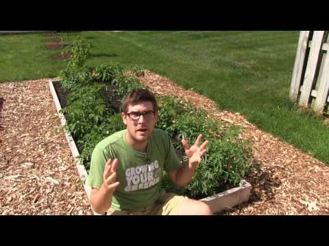 Get 3 Times More Tomatoes By Simply Using Your Fingers!
