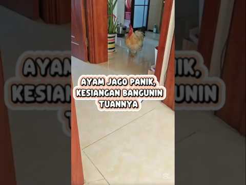 AYAM JAGO PANIK KARENA TELAT BANGUNIN BOSNYA #viralshorts