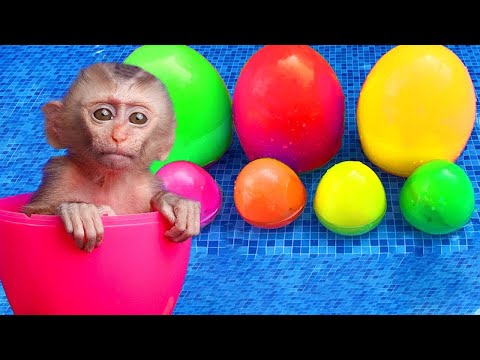 Kiki Monkey best videos complaint one hours | Kiki Monkey