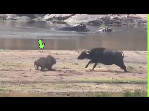 O LEÃO PAGOU O PREÇO QUANDO ATACOU O BÚFALO