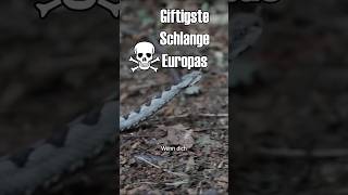Giftigste Schlange Europas #shorts