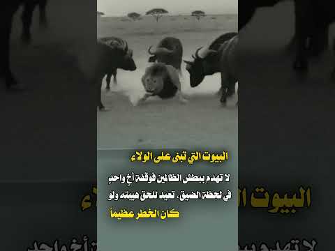 وقفة الأخ.. هيبة تعيد الحق وتكسر الظلم.#الوفاء#السند_والعضيد#قيم_أصيلة#تكاتف#Viral#Shorts