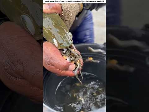 This fish is a mouthbrooder 😱 | #shorts
