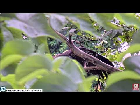 Ocho doesn't give up PixCams U. S. Steel Bald Eagle Camera Live Stream - Cam 2 - USS