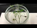 Chromatography and Stomata Examination