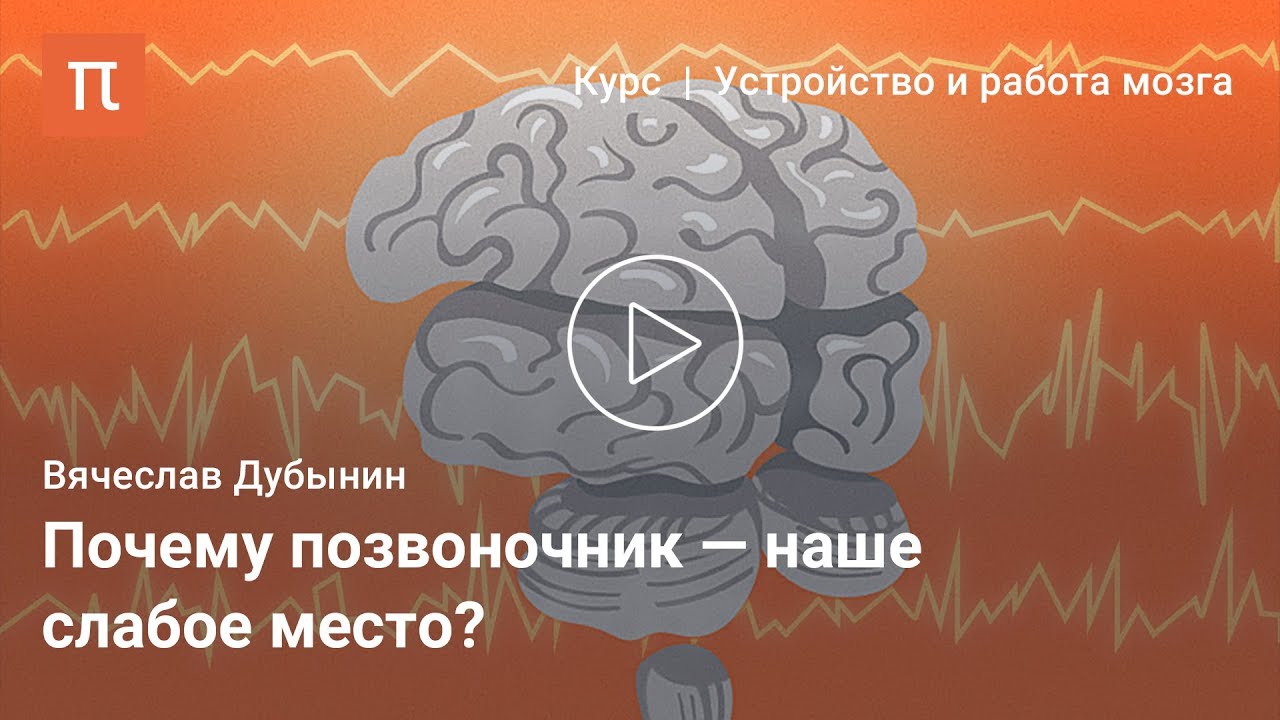 Вячеслав Дубынин - Спинной мозг