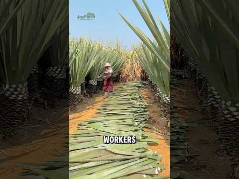 How the Chinese Turn Sisal Leaves Into Rugs? #sisal #shorts