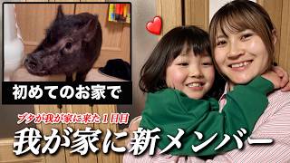 【ブタを飼いました】我が家に新しい家族が増えました！だがしかし、想像以上に◯◯だった？