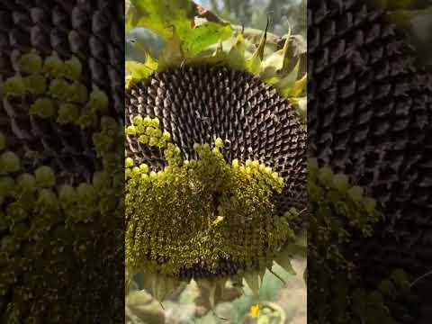 من يعرف هذي اسم النخله له جائزه