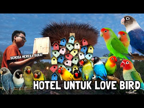 TAMBAH HOTEL BUAT TERNAK BURUNG LOVE BIRD WARNA WARNI ⁉️SEMOGA MEREKA SUKA