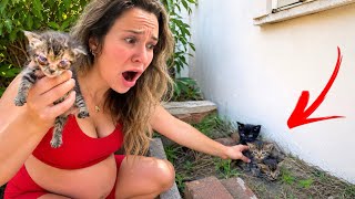I Saved 3 Orphaned Kittens After Their Mom Was Killed!