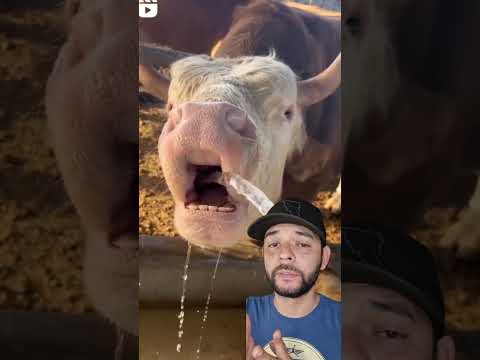 Consumo de agua 🐂💧 #agro #campo #rancho #ganado #ganaderia #zootecnia #elpecuario