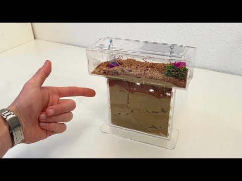 AMEISENFARM FÜR 50€ VON AMAZON IM TEST !