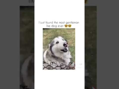 Funny Animals That Will Make You Laugh!