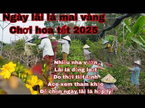 lãi lá mai vàng chơi tết 2025 , nhà vườn bắt đầu lãi lá mai chuẩn bị xuân 2025 ace tham khảo