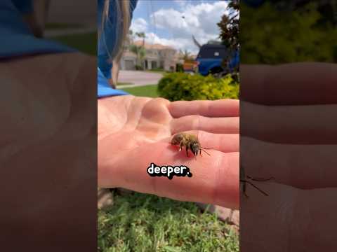 The Bee That Refuses to Die