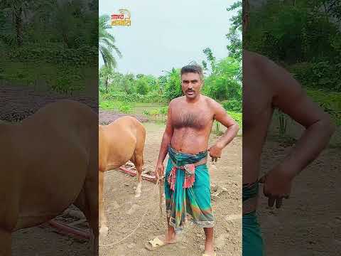 ঘোড়া দিয়ে ১দিনে ২০ বিঘা পর্য'ন্ত জমিতে মই দিয়েছে এই ভাই #agriculture