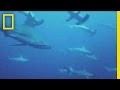 Shark Behavior and Aggregation Study