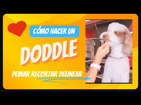 Como hacer un doddle ?✌️🐶#doddles #peluqueríacanina #perros #estilismocanino #amoranimal