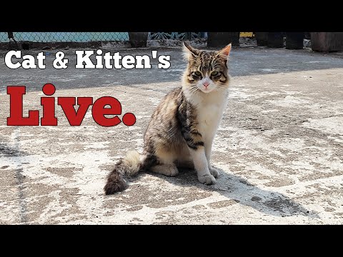 The Cutest Kitten's Are Live.