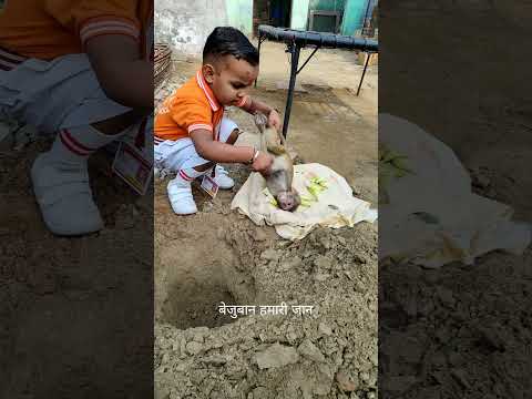 वृंदावन में एक नन्हे से बृजवासी द्वारा इन बेजुबान जीव के लिए कितना प्रेम लगाव है संपर्क 9045773717