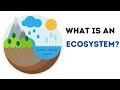 Understanding Ecosystems and Their Components