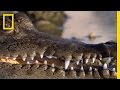 Tiger vs. Crocodiles: A Survival Challenge