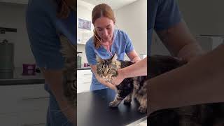 Five reasons your cat needs Pet Health Club